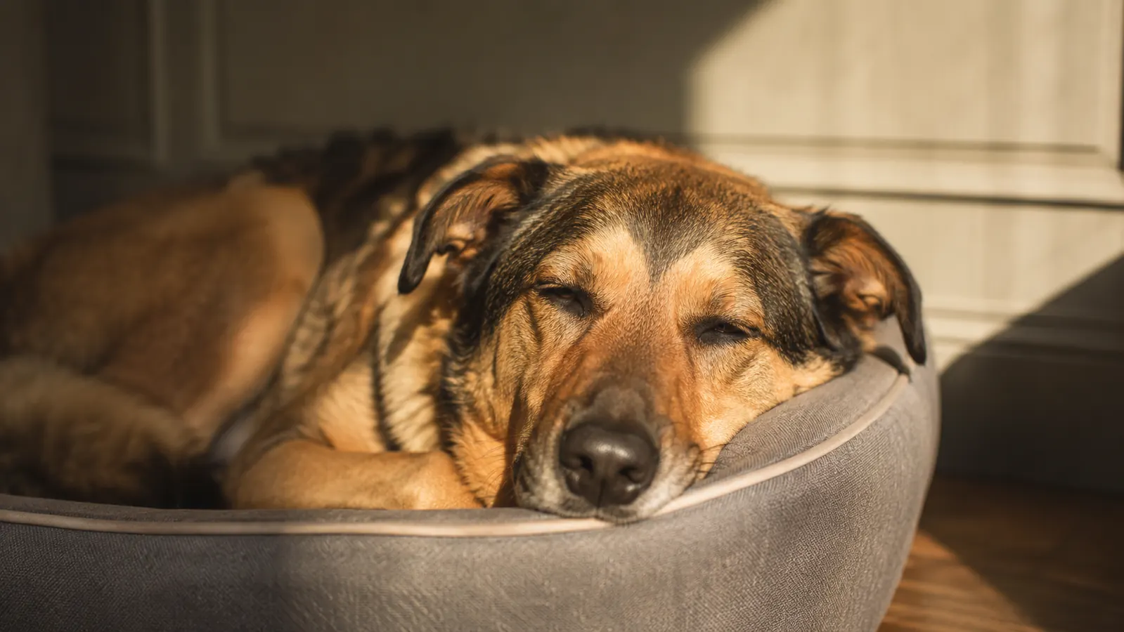 A dog resting her head on the raised side of a dog bed while dozing